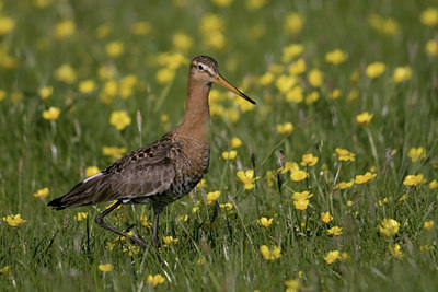BUITEN BEELD Foto: 37409