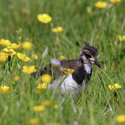 BUITEN BEELD Foto: 37416