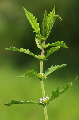 BUITEN BEELD Foto: 37427