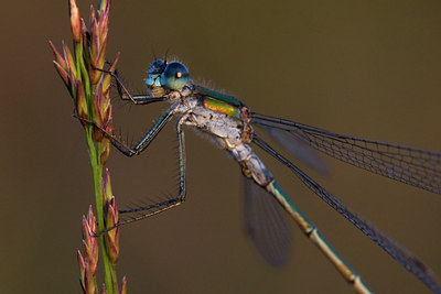 BUITEN BEELD Foto: 37433