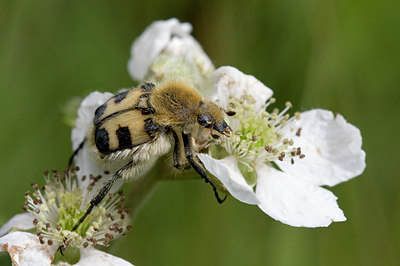 BUITEN BEELD Foto: 37439