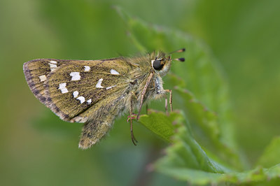 BUITEN BEELD Foto: 37442
