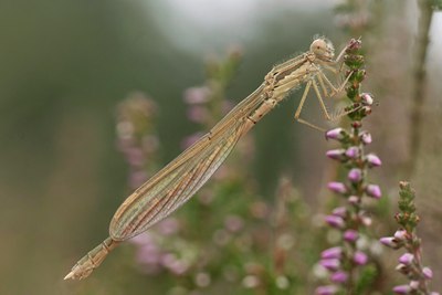 BUITEN BEELD Foto: 37456