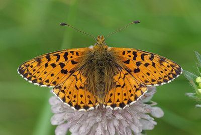 BUITEN BEELD Foto: 37462