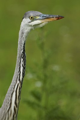 BUITEN BEELD Foto: 37487