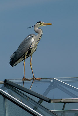 BUITEN BEELD Foto: 37489