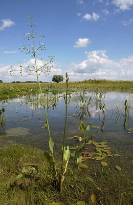 BUITEN BEELD Foto: 37503