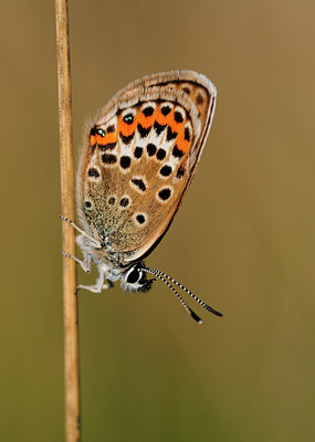 BUITEN BEELD Foto: 37530