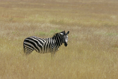 BUITEN BEELD Foto: 37537