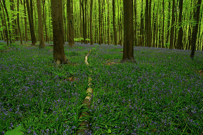 BUITEN BEELD Foto: 37559