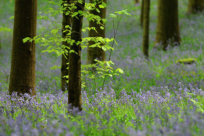 BUITEN BEELD Foto: 37560