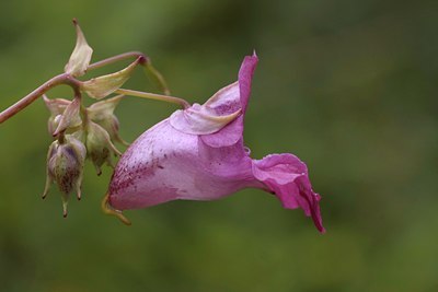 BUITEN BEELD Foto: 37590