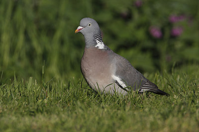 BUITEN BEELD Foto: 37623