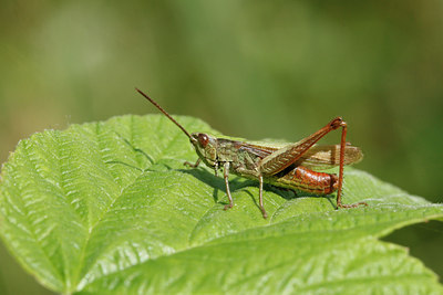 BUITEN BEELD Foto: 37643