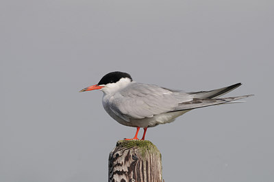BUITEN BEELD Foto: 37673
