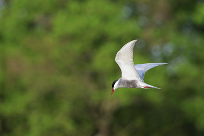 BUITEN BEELD Foto: 37675