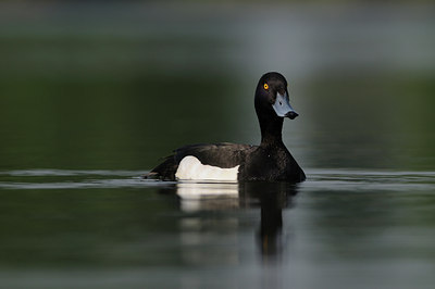 BUITEN BEELD Foto: 37678
