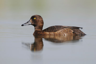 BUITEN BEELD Foto: 37679