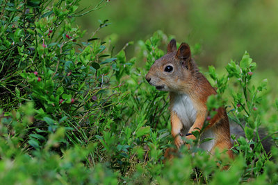 BUITEN BEELD Foto: 37692