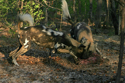 BUITEN BEELD Foto: 37700