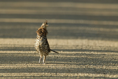 BUITEN BEELD Foto: 37731