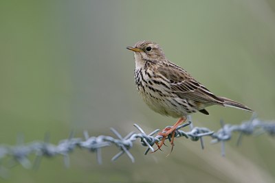 BUITEN BEELD Foto: 37747