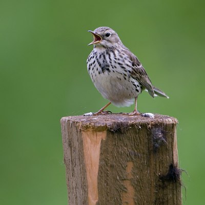 BUITEN BEELD Foto: 37749