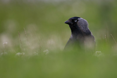 BUITEN BEELD Foto: 37751