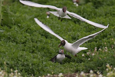 BUITEN BEELD Foto: 37765