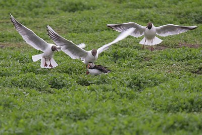 BUITEN BEELD Foto: 37770