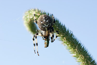 BUITEN BEELD Foto: 37811