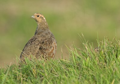 BUITEN BEELD Foto: 37814