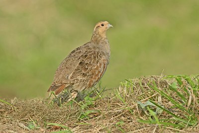 BUITEN BEELD Foto: 37819