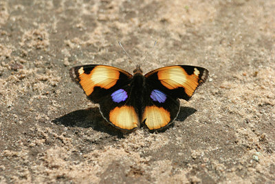 BUITEN BEELD Foto: 37846