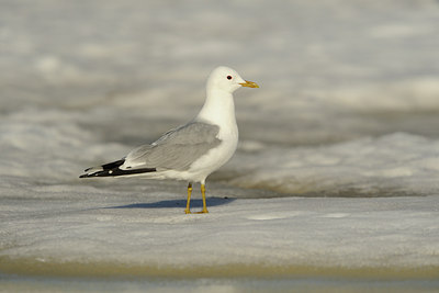 BUITEN BEELD Foto: 37886