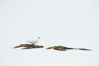 BUITEN BEELD Foto: 37937