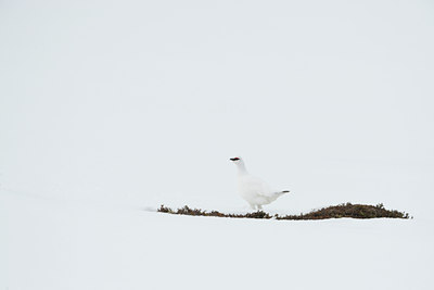 BUITEN BEELD Foto: 37938