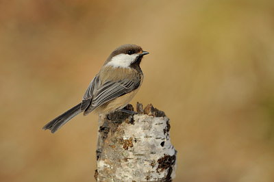 BUITEN BEELD Foto: 37941