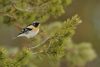 BUITEN BEELD Foto: 37942