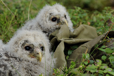 BUITEN BEELD Foto: 37964