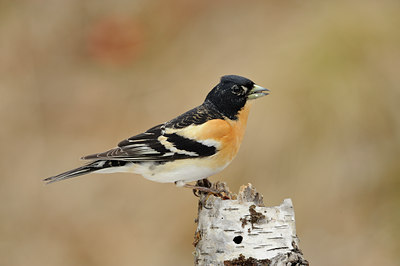 BUITEN BEELD Foto: 37972