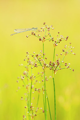 BUITEN BEELD Foto: 379051