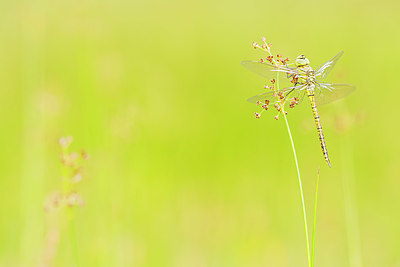 BUITEN BEELD Foto: 379053