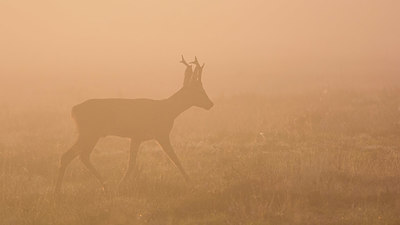 BUITEN BEELD Foto: 379128