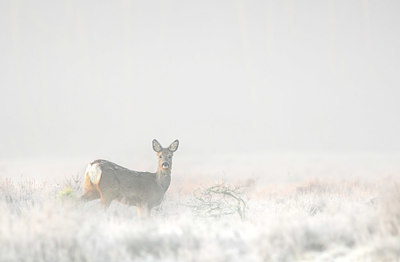 BUITEN BEELD Foto: 379137