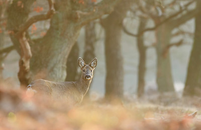 BUITEN BEELD Foto: 379138