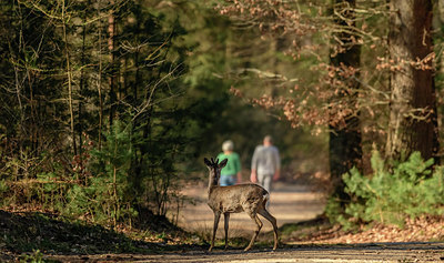 BUITEN BEELD Foto: 379139