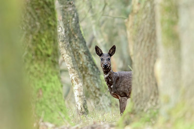 BUITEN BEELD Foto: 379140