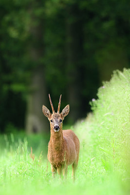 BUITEN BEELD Foto: 379144