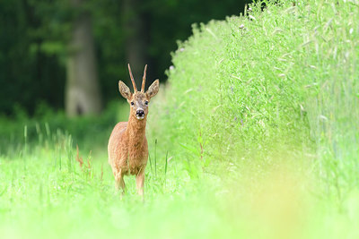 BUITEN BEELD Foto: 379145